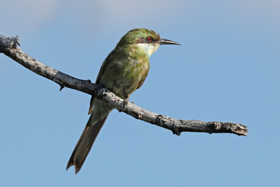 Swallow-tailed bee-eater (Merops hirundineus hirundineus) juvenile