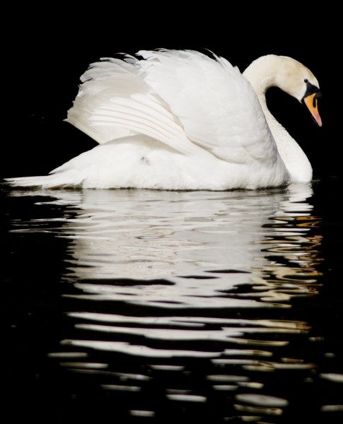 Swan (4611542861)