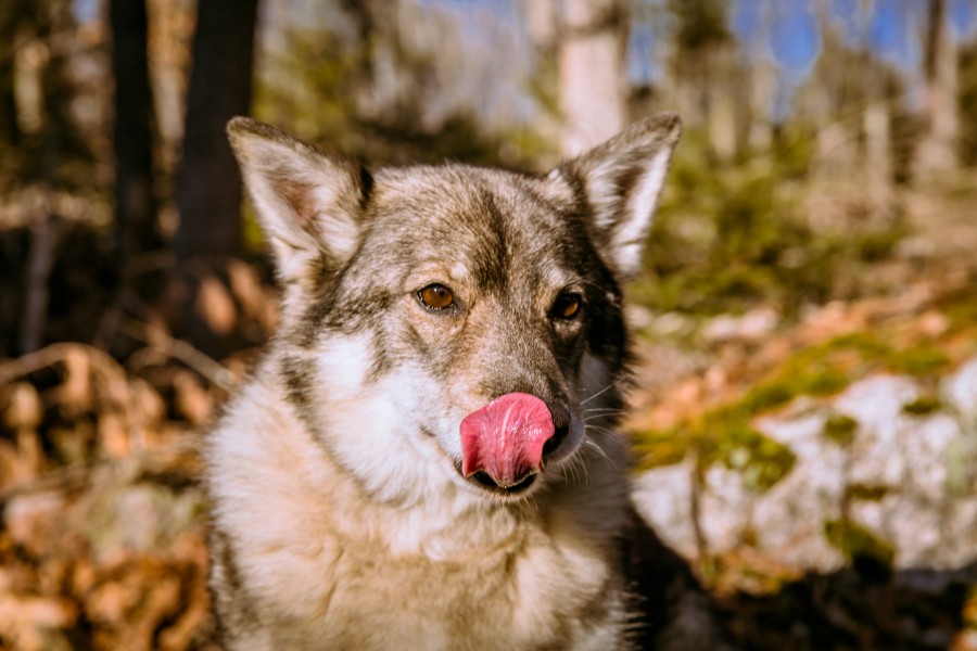 Swedish Vallhund December 2012 001