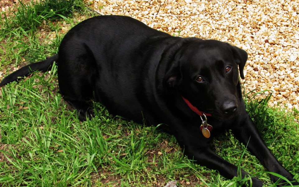 Sweet Girl IMG 2720e