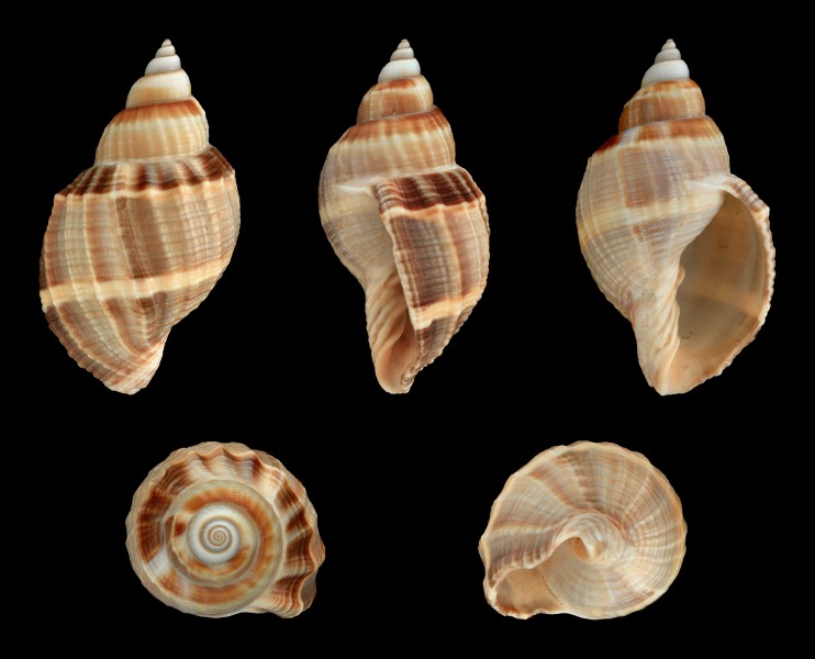 Sydaphera spengleriana 01