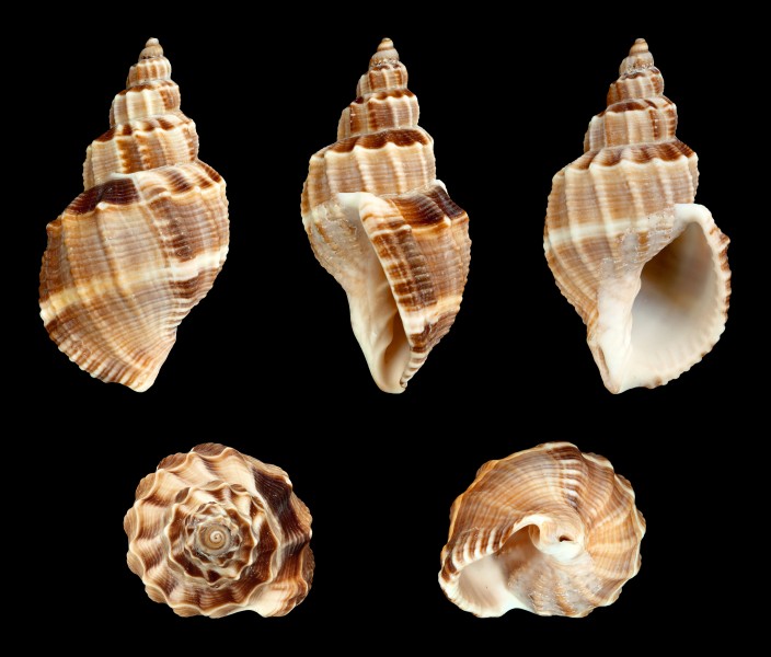 Sydaphera spengleriana 02