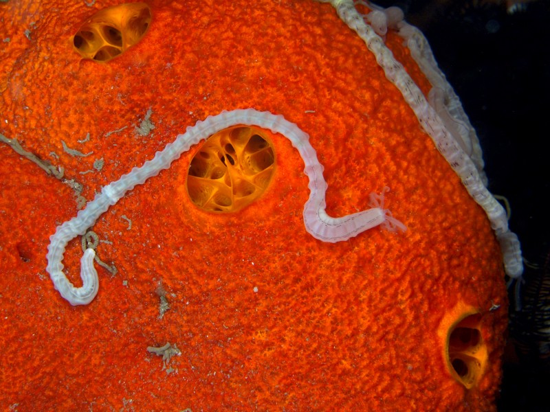 Synaptula lamperi (Sea cucumber) on Plakortis sp. (Chicken liver sponge)