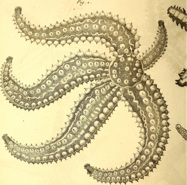 Tableau encyclopédique et méthodique des trois règnes de la nature (1791) (14788019203)