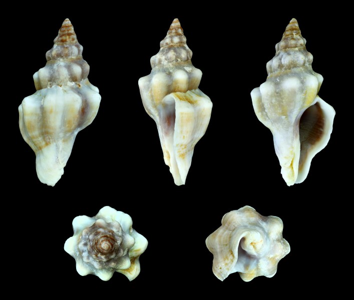 Tarantinaea lignarius 01