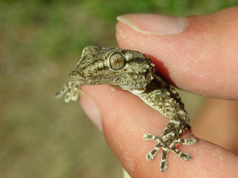 Tarentola mauritanica Calabria