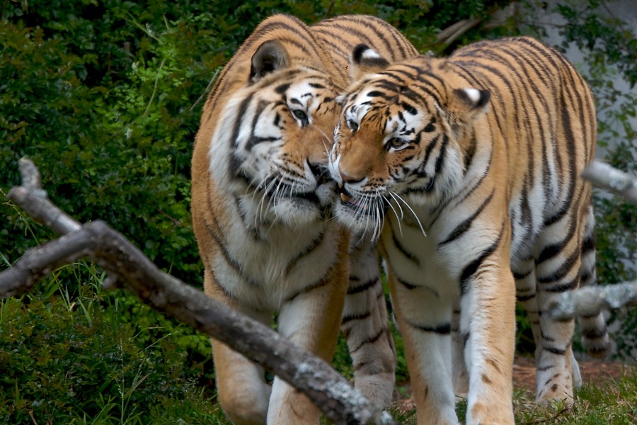Tatiana and Tony, San Francisco Zoo (468173507)