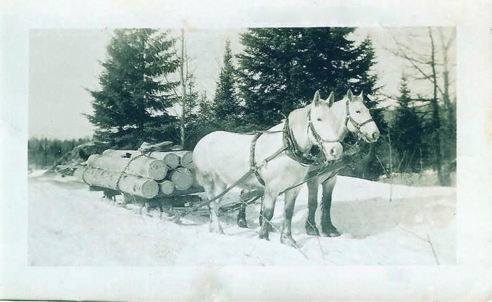 Team of Horses at Brooks Lake Logging Camp - 1942 (16402664682)
