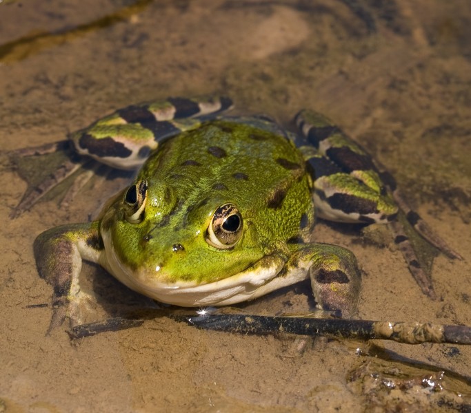 Teichfrosch Max Winter
