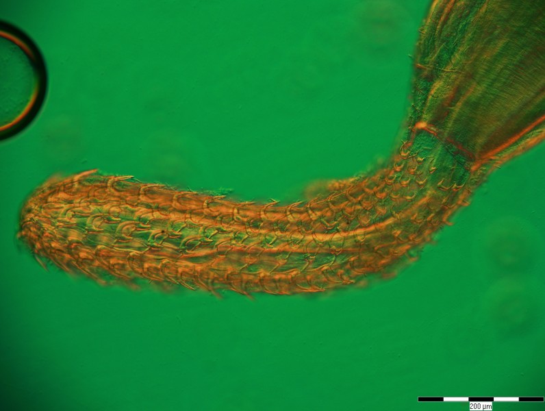 Telosentis proboscis, Ukraine