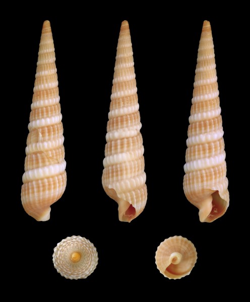Terebra dislocata 01