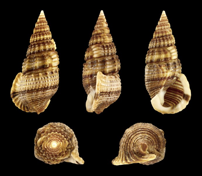Terebralia sulcata 01