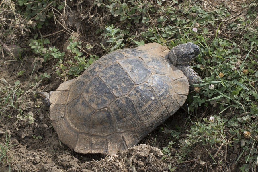 Testudo graeca - Mediterranean Spur-thighed Tortoise 01-3
