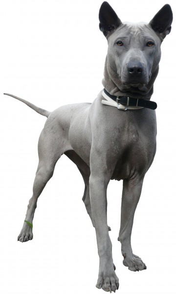 Thai-Ridgeback-blau
