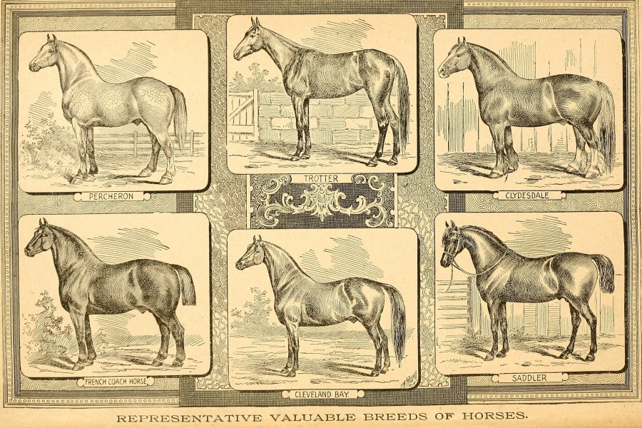 The American farmer's horse book; a pictorial cyclopedia of facts concerning the prominent breeds (1892) (17497213884)