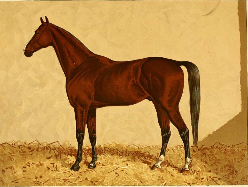 The Arabian horse, his country and people - with portraits of typical or famous Arabians and other illustrations. Also a map of the country of the Arabian horse, and a descriptive glossary of Arabic (14768874465)