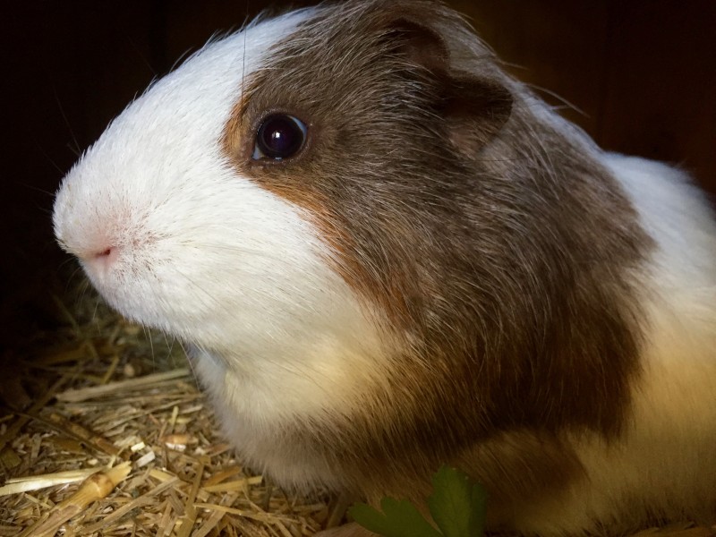 The baby Guinea pig