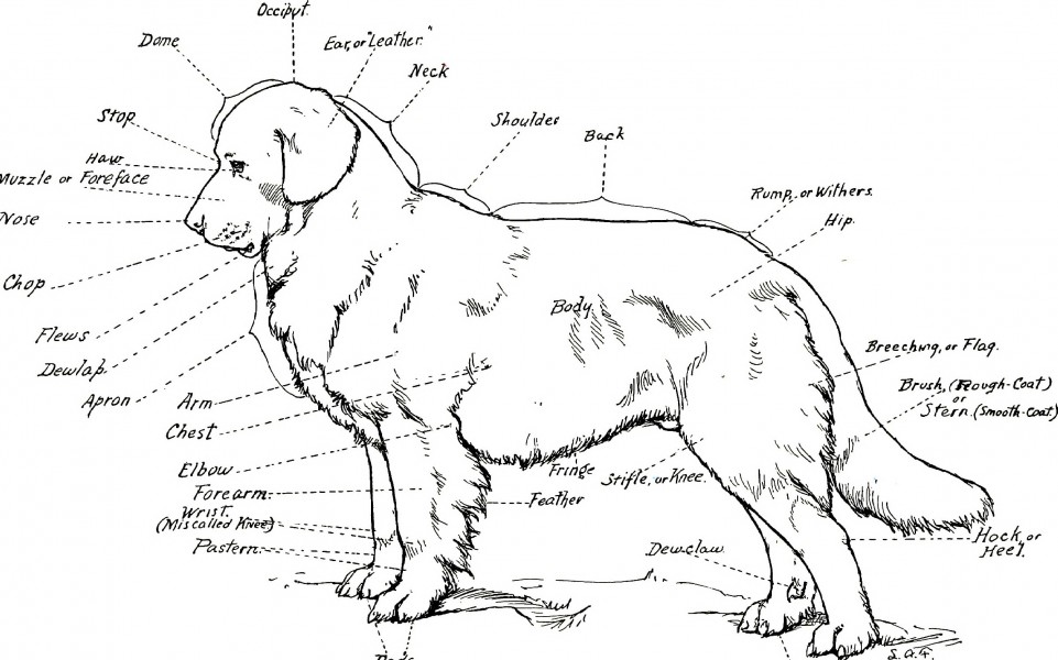 The book of dogs; an intimate study of mankind's best friend (1919) (20738984715)