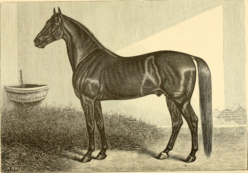 The breeds of live stock, and the principles of heredity (1887) (14594399030)