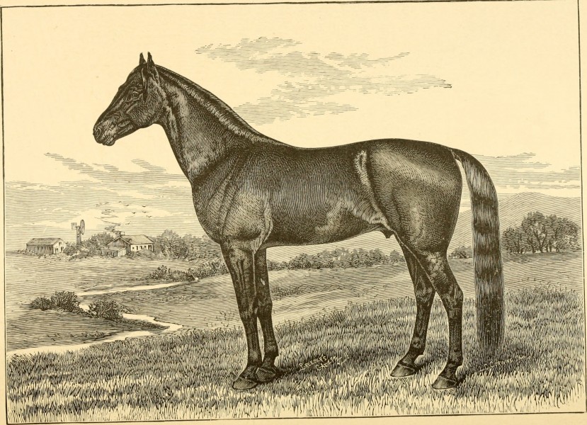 The breeds of live stock, and the principles of heredity (1887) (14594400820)