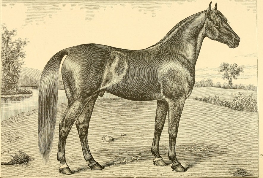 The breeds of live stock, and the principles of heredity (1887) (14594403200)