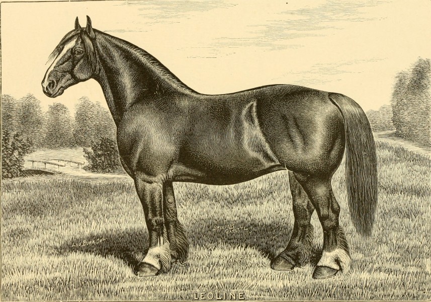 The breeds of live stock, and the principles of heredity (1887) (14594440390)