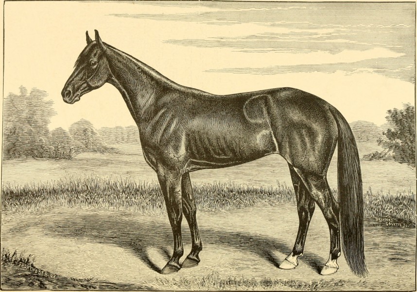 The breeds of live stock, and the principles of heredity (1887) (14594442959)