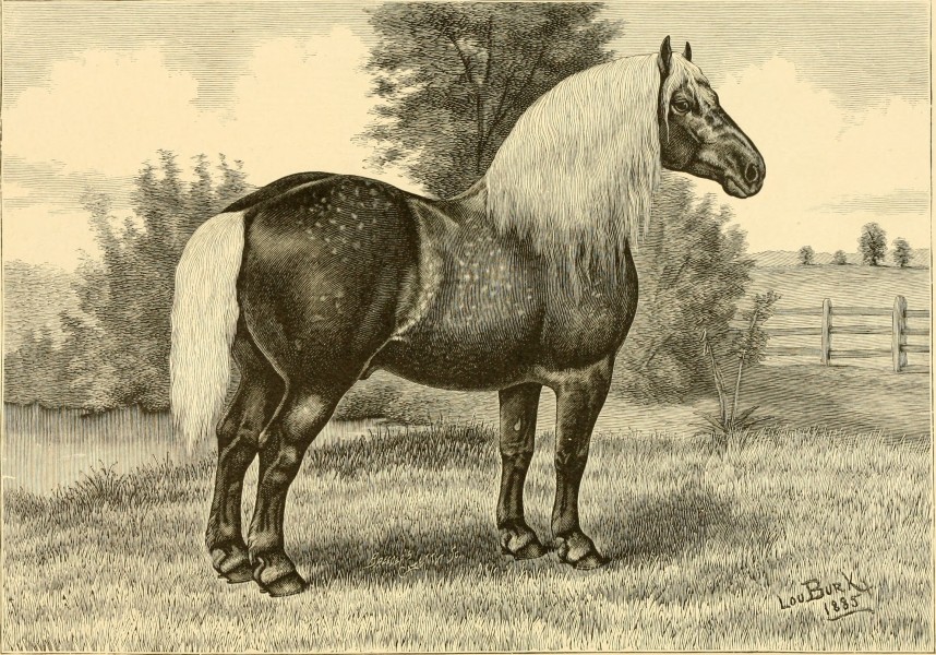 The breeds of live stock, and the principles of heredity (1887) (14594539048)