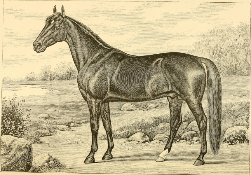 The breeds of live stock, and the principles of heredity (1887) (14594603117)