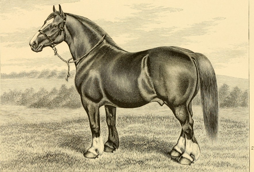The breeds of live stock, and the principles of heredity (1887) (14594631987)