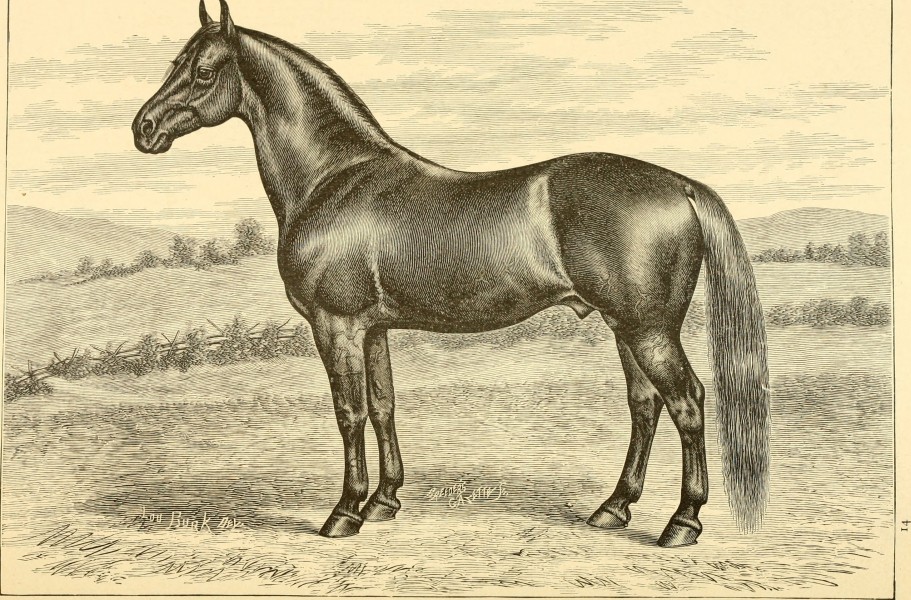 The breeds of live stock, and the principles of heredity (1887) (14777961321)