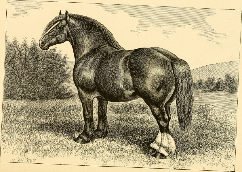 The breeds of live stock, and the principles of heredity (1887) (14777984811)