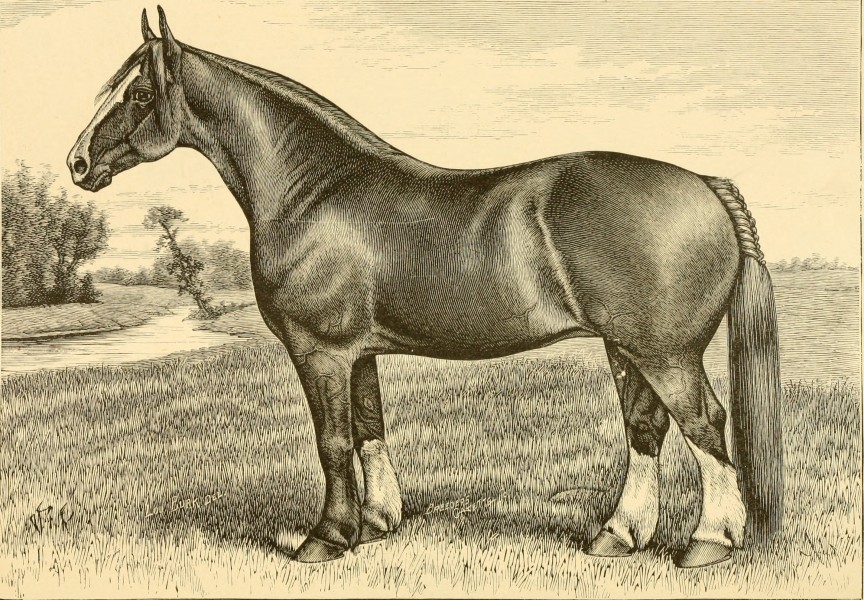 The breeds of live stock, and the principles of heredity (1887) (14778008481)