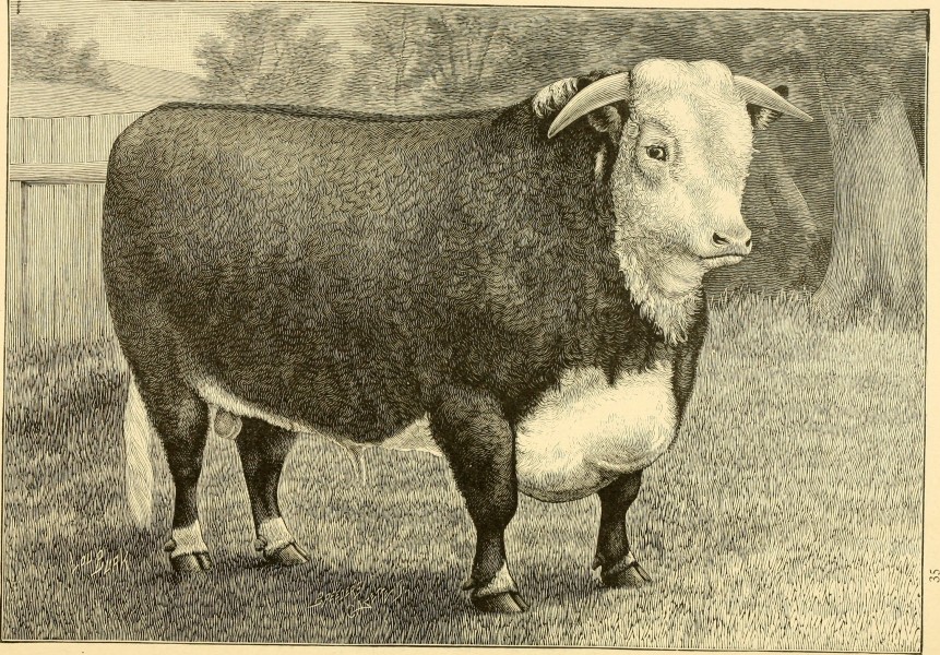 The breeds of live stock, and the principles of heredity (1887) (14778924704)