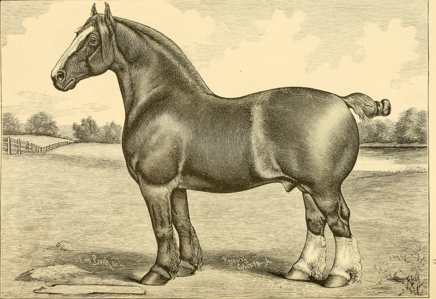 The breeds of live stock, and the principles of heredity (1887) (14781148225)