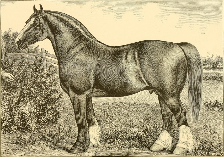 The breeds of live stock, and the principles of heredity (1887) (14781150215)