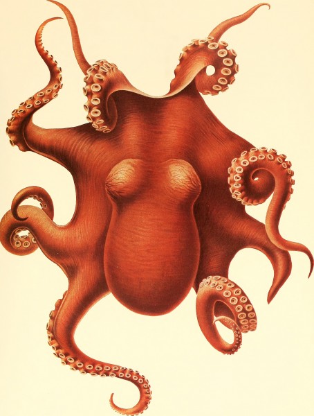 The Cephalopoda (1975) (20579801622)