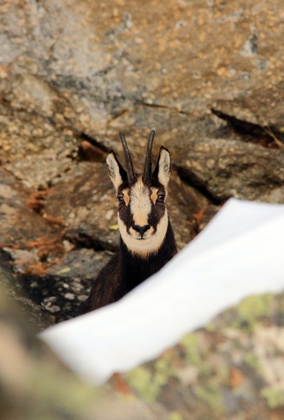 The close-up (8153672681)