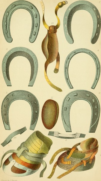 The complete modern farrier - a compendium of veterinary science and practice showing methods for the prevention of all diseases to which farm live-stock are liable (1904) (20483904788)