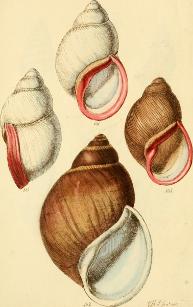The conchological illustrations (1841) (20491000690)