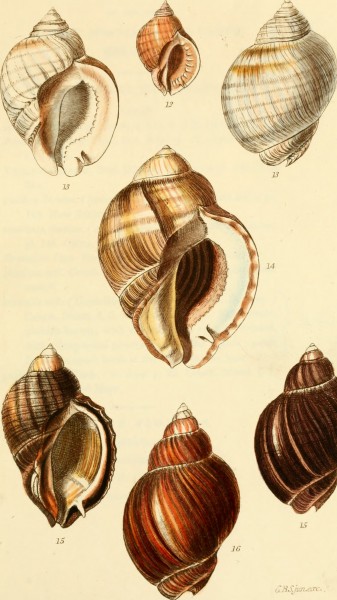 The conchological illustrations (1841) (20669682442)