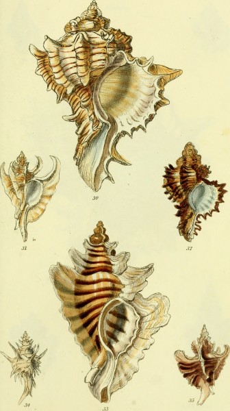 The conchological illustrations or, Coloured figures of all the hitherto unfigured recent shells (1832) (20058211693)