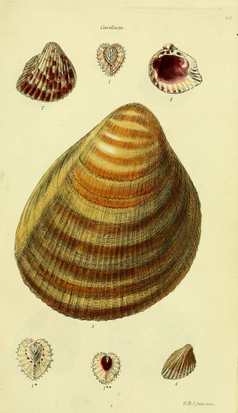 The conchological illustrations or, Coloured figures of all the hitherto unfigured recent shells (5977899539)