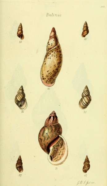 The conchological illustrations or, Coloured figures of all the hitherto unfigured recent shells (5977936875)