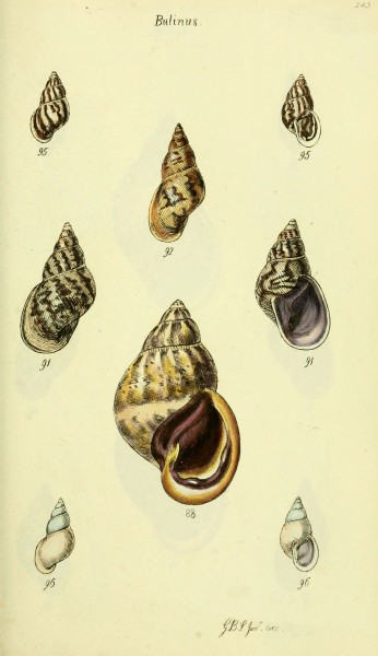 The conchological illustrations or, Coloured figures of all the hitherto unfigured recent shells (5977937189)