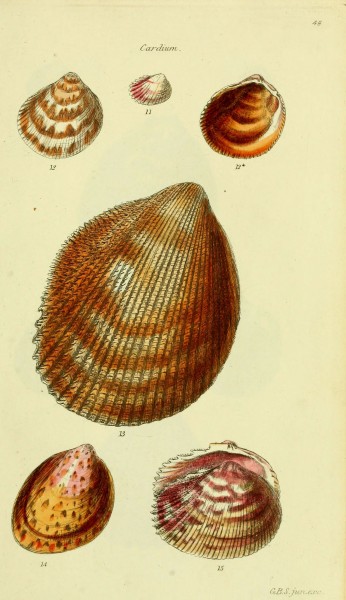 The conchological illustrations or, Coloured figures of all the hitherto unfigured recent shells (5978458690)