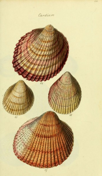 The conchological illustrations or, Coloured figures of all the hitherto unfigured recent shells (5978463224)
