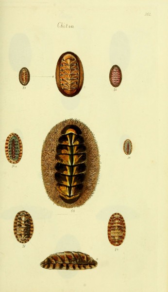 The conchological illustrations or, Coloured figures of all the hitherto unfigured recent shells (5978472252)