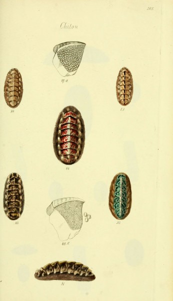 The conchological illustrations or, Coloured figures of all the hitherto unfigured recent shells (5978473406)