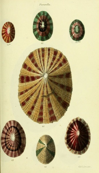 The conchological illustrations or, Coloured figures of all the hitherto unfigured recent shells (5978485974)